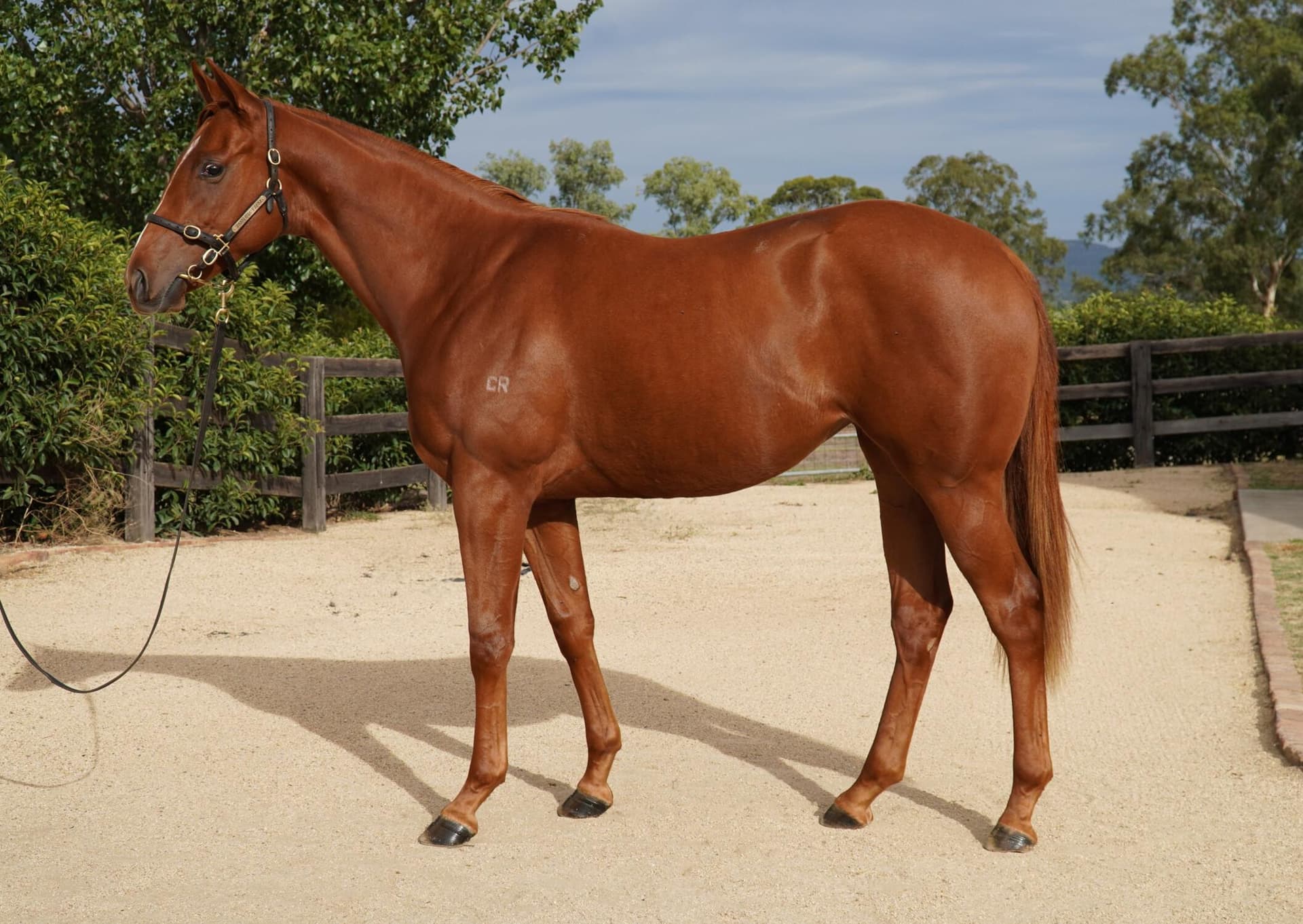 Justify x Kaiken