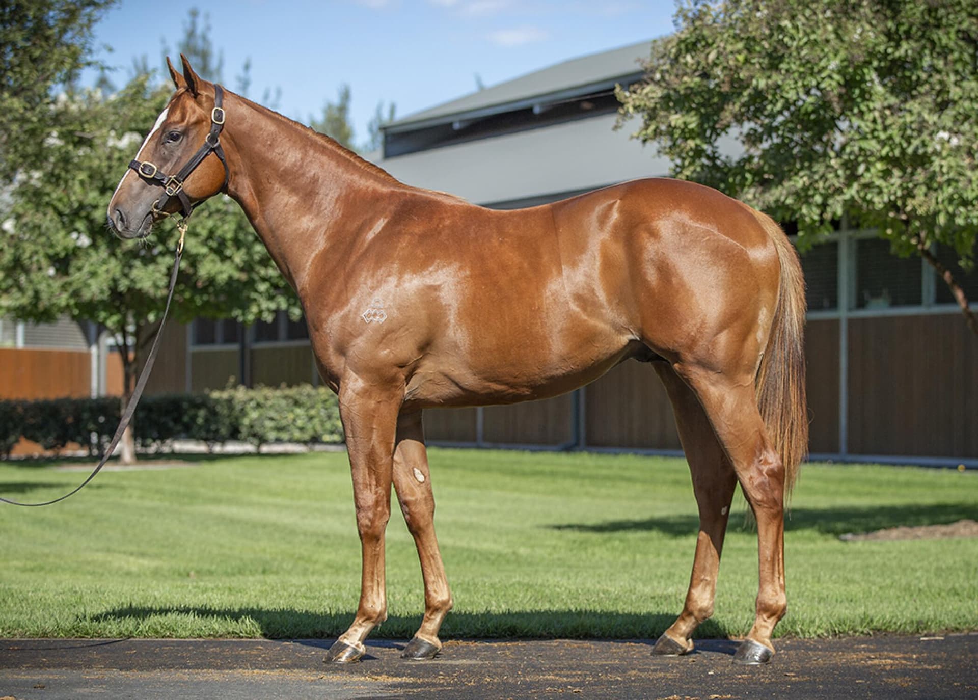 Snitzel x I Am Queen