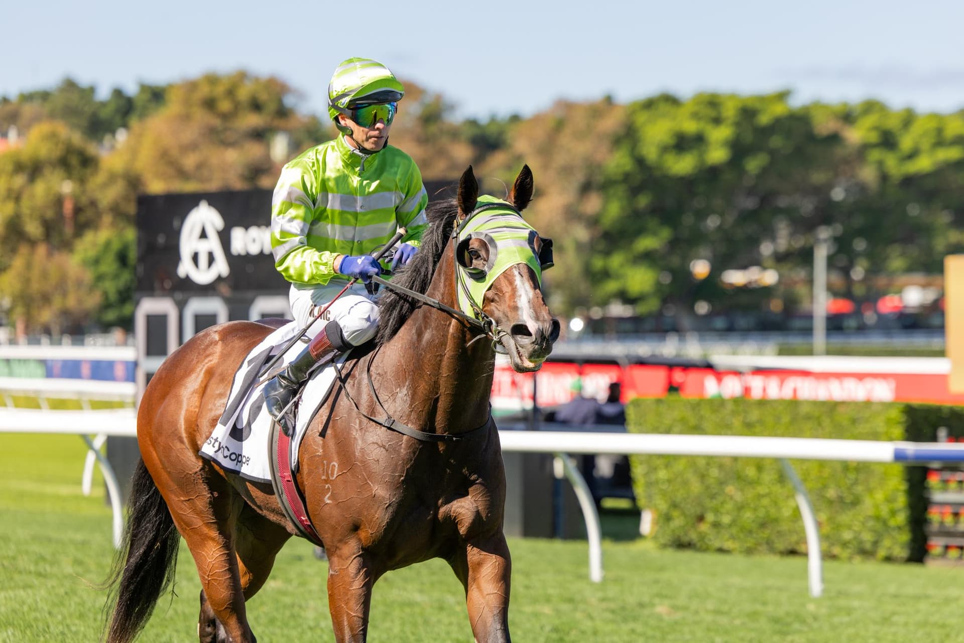 Snitzel Dancer G3 Winner