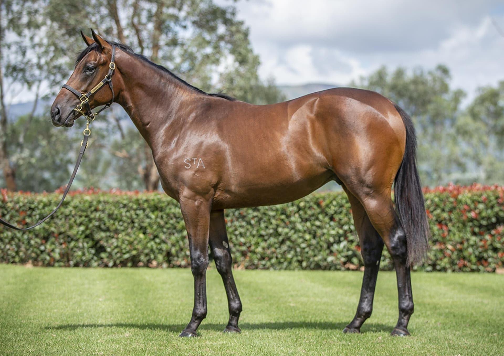 Stay Inside x Alnaseem